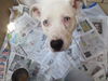 Quantis WOO HOO ADOPTED