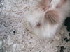 Fluffy ADOPTED WOO HOO