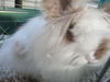 Fluffy ADOPTED WOO HOO