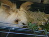 Fluffy ADOPTED WOO HOO