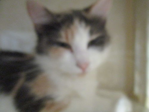 Isabella ADOPTED