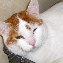 Zak