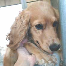 Teddy