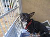 Taco ADOPTED