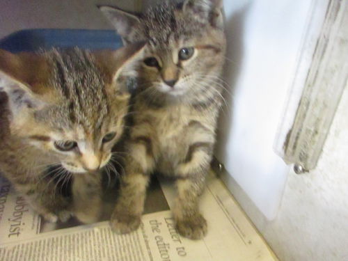 Tabby Twins ADOPTED TOGETHER