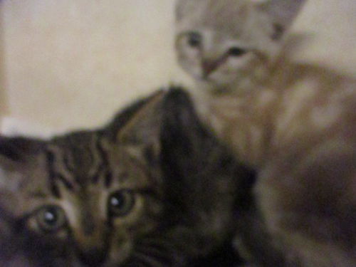 Jack and Jill BOTH ADOPTED