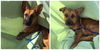 Jacob & James BOTH ADOPTED