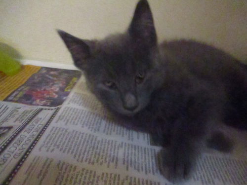 Tank ADOPTED