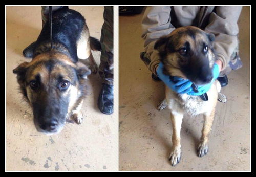Darcy ADOPTED