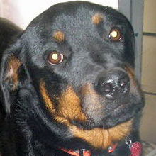 Tazer