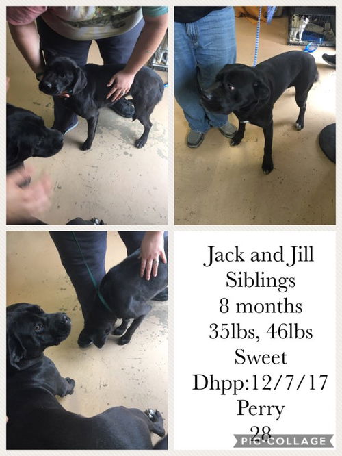 Jack & Jill BOTH ADOPTED