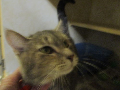 Cale ADOPTED