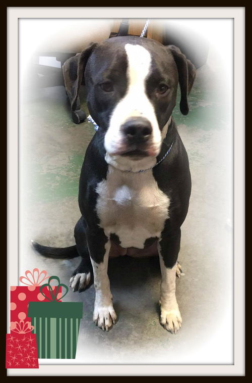 Daisy ADOPTED