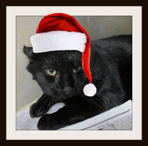 Quirck ADOPTED
