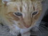 Orange Crush ADOPTED