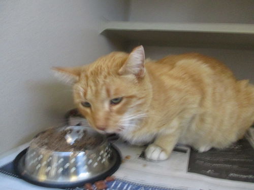 Orange Crush ADOPTED