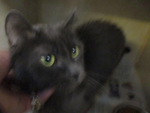 Daisy ADOPTED