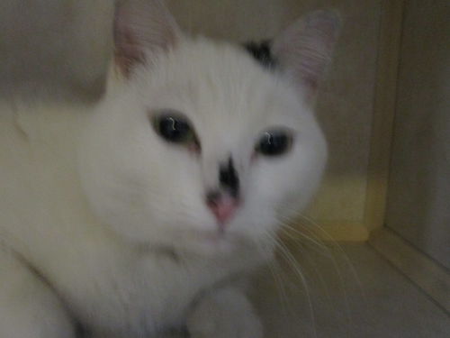 Queenie ADOPTED