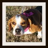 Daisy Mae ADOPTED