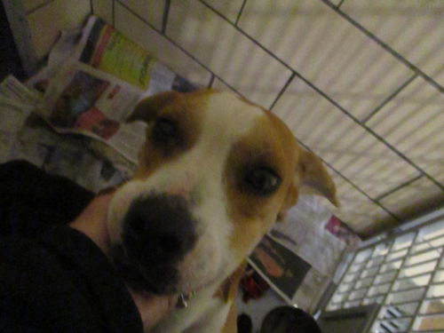 Daisy Mae ADOPTED
