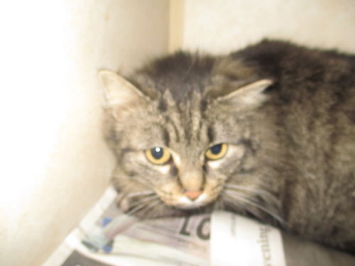 Tabitha ADOPTED