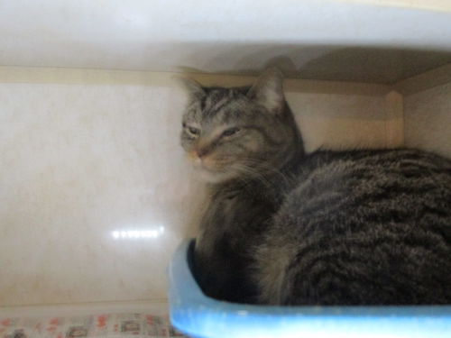Iris ADOPTED