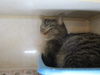 Iris ADOPTED