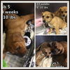 Fab Five ALL ADOPTED