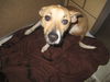 Quinn ADOPTED