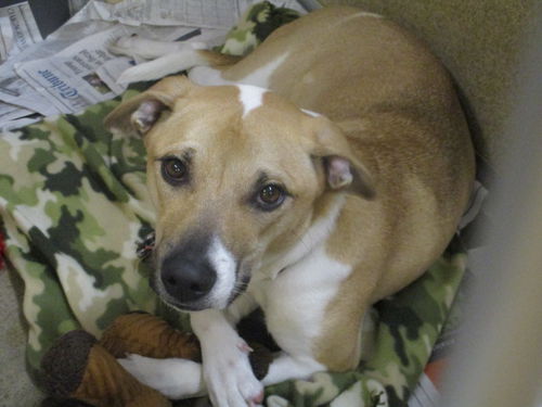 Quinn ADOPTED