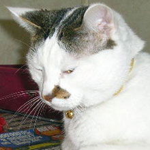 Feefer
