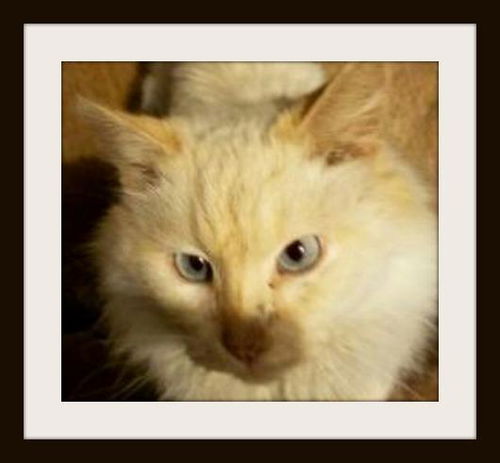 Flame ADOPTED