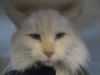 Flame ADOPTED