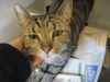 Gato ADOPTED