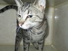 Gato ADOPTED