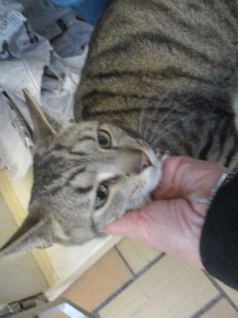 Gato ADOPTED