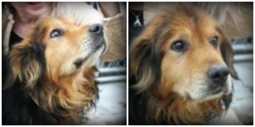 Vincent ADOPTED