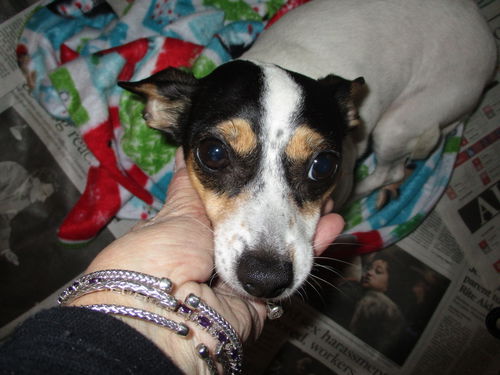 Dancing Queen aka Jane ADOPTED