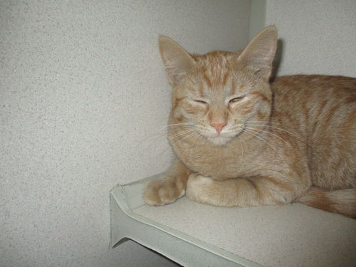 Orange Crush ADOPTED