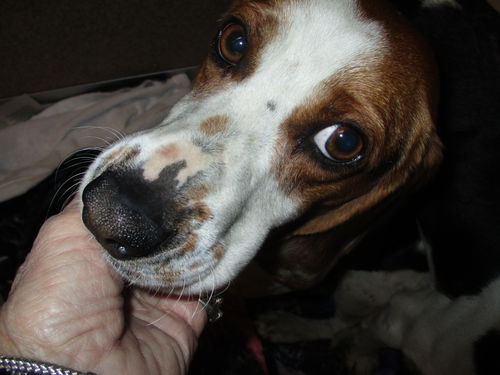 Violet ADOPTED