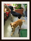 Jack and Jill JILL ADOPTED