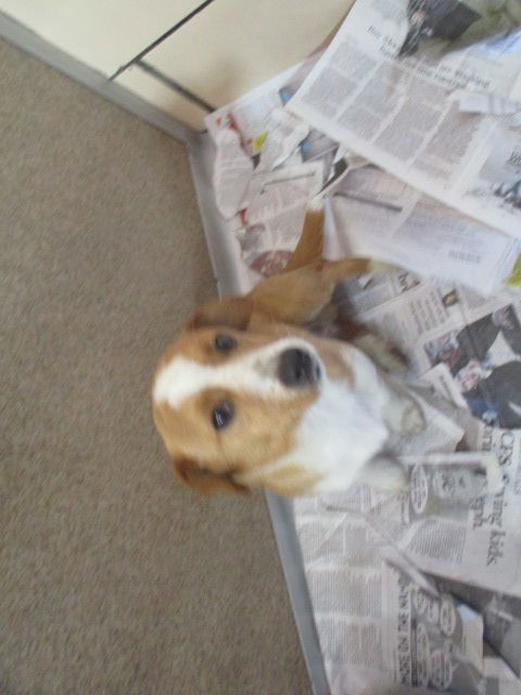 Jack and Jill JILL ADOPTED