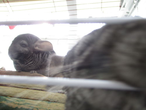 Daisy and Violet ADOPTED TOGETHER