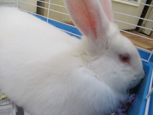 Flower ADOPTED