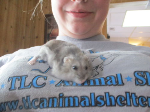 Hamster ADOPTED