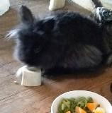 one more Honey Bunny