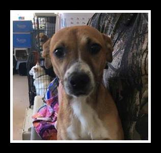 Dandi ADOPTED