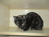 Yolk ADOPTED