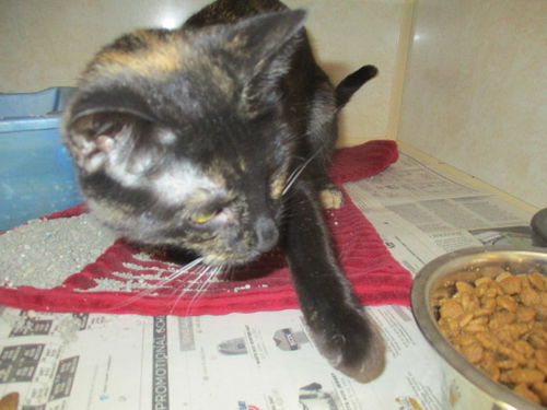 Yolk ADOPTED