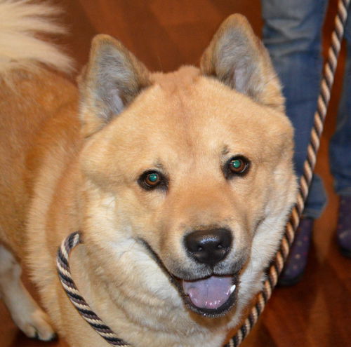 Teddy Bear ADOPTED